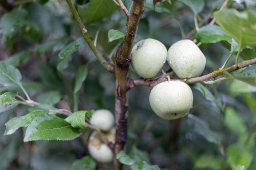 Green apple on a branch of a fruit tree