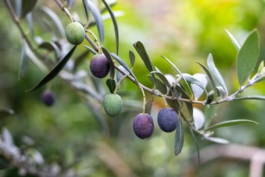 Ripe black olives fruit on a tree branch with selective focus