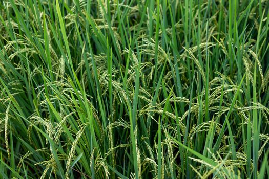 Rice crop ready to ripe and harvest