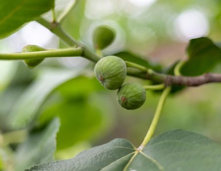 Green fig on a tree branch with selective focus and blur background