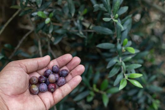 Picking olives fruit from a tree and holding them in hand for examining