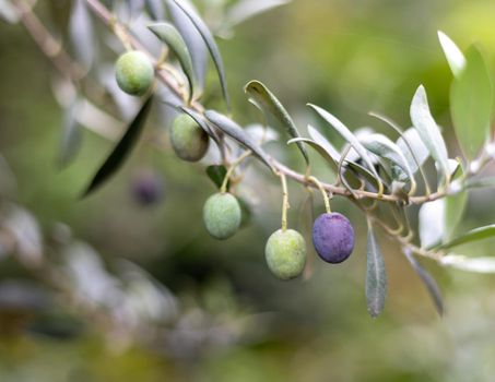 Olives on a tree ready to be harvest, selective focus