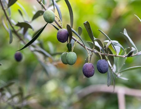 Ripe olives fruit on a tree branch with selective focus and blur background