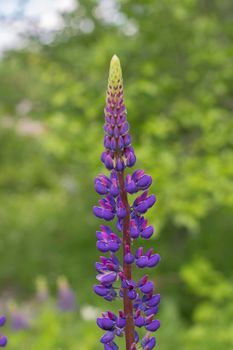 Purple Lupine Flower in garden, Green background in Vertical Align