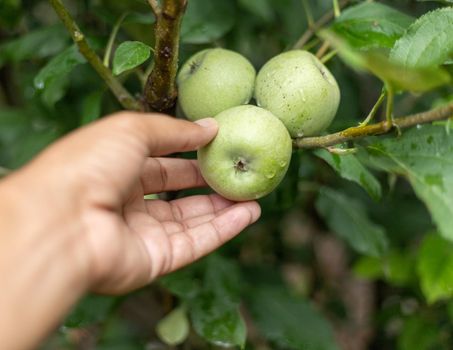 Picking green apples from the tree