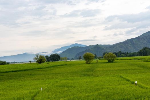 Rice lush green fields with cloudy sky landscape scenery