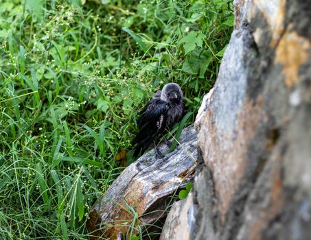 Wet baby crow in rain taking shelter near the wall