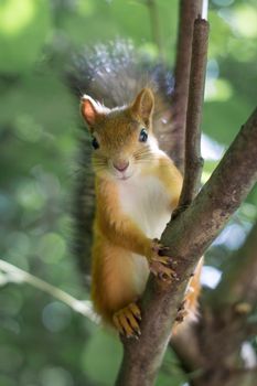 Close up Portrait of Squirrel - Beautiful forest Red furry animal sitting on tree.