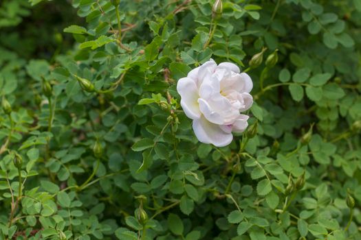 Blossom of White Wild Rose, Single Flower on Green Shrub.