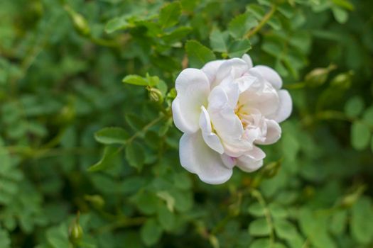 Blossom of White Wild Rose, Single Flower on Green Shrub.