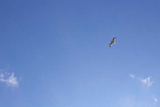 A flight of seagulls in the blue sky, Scenic Landscape at Sunny day.