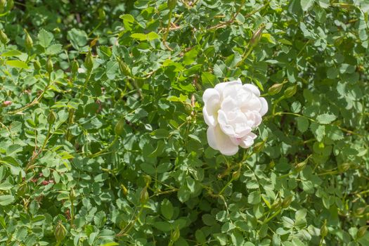 White Rose, Green Shrub of Dog Rose, Single Flower in Horizontal Pattern of Nature Image.