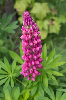 Pink Lupine Flower in garden, Green background in Vertical Align