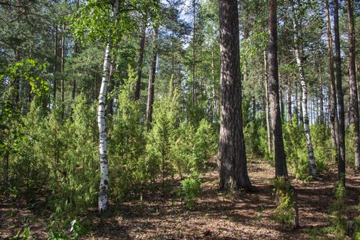 Sunny Dense Forest. View of Scenic of Russian Nature.