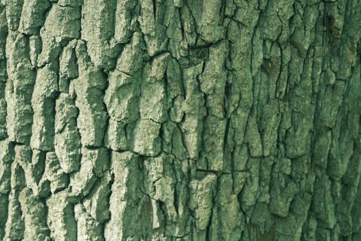 Beautiful Bark Texture of Oak Tinted in Green Color. Photo for Decoration of business card for Lumber or Timber Company.