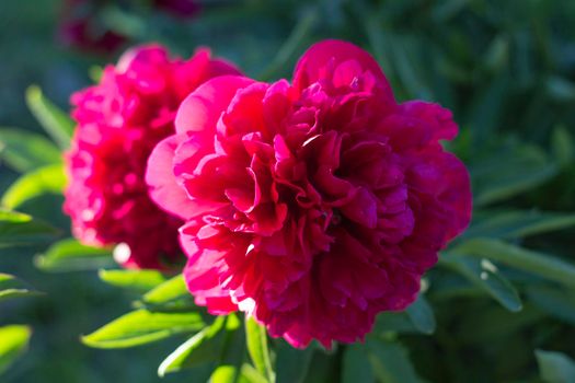 Pink Peony Flowers under Sunlight of evening. Beautiful Blossom of Garden Flowers.