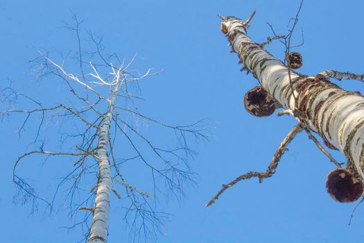 Naked Birch Trees looking up under Blue sky