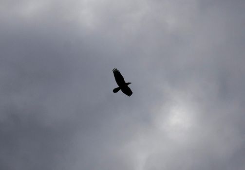 Black Silhouette of Raven fly on grey sky. Dramatic Atmospheric Image.