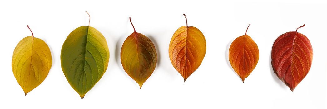 Different autumn leaves isolated on white background