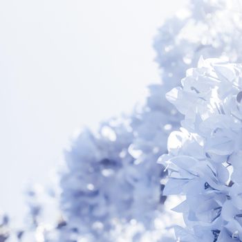 Flower background, spring nature and botanical beauty concept - Blue floral composition