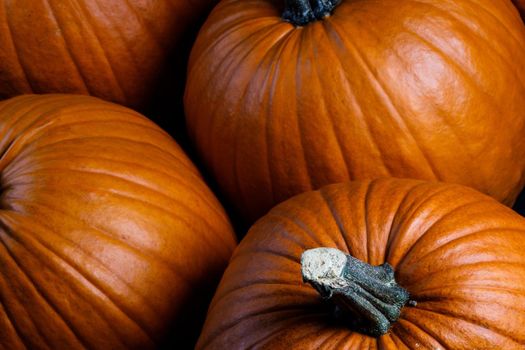 Dark pumpkin background of many pumpkins, Halloween or Thanksgiving day concept