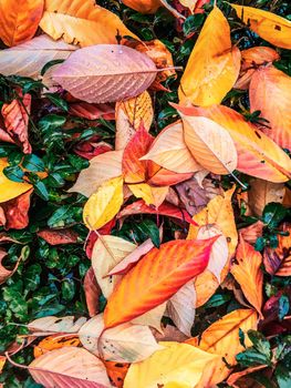 Fall season, weather and environment concept - Autumn leaves and trees, nature background