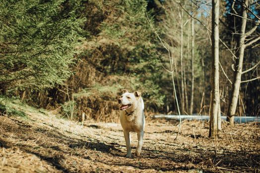 White labrador retriever dog on a walk. Dog in the nature. Senior dog behind grass and forest.