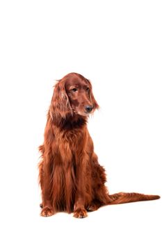 Beautyfull Irish Red Setter isolated on white background