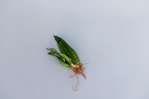 Snake plant leaf with pups and roots on isolated white background and selective focus