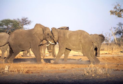 Elephant (Loxodonta africana), Chobe National Park - Savuti, Botswana, Africa