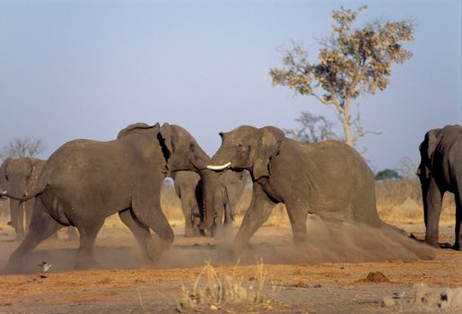 Elephant (Loxodonta africana), Chobe N.P. - Savuti, Botswana, Africa