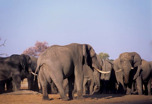 Elephant (Loxodonta africana), Chobe N.P. - Savuti, Botswana, Africa