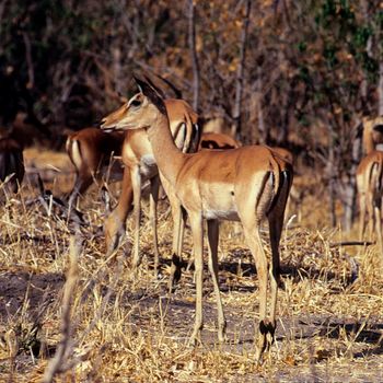 impala (Tragelaphus strepsiceros),  Chobe National Park, botswana, Africa