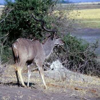 greater kudu (Tragelaphus strepsiceros),  Chobe National Park, botswana, Africa