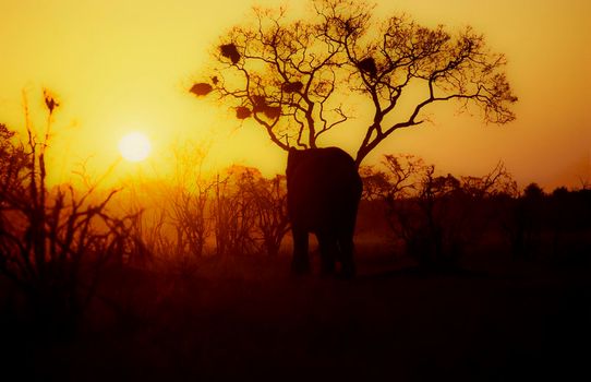 Elephant (Loxodonta africana), Chobe National Park - Savuti, Botswana, Africa
