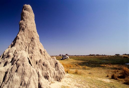 termite mound overgrown with green bush, Chobe national park, Botswana, Africa