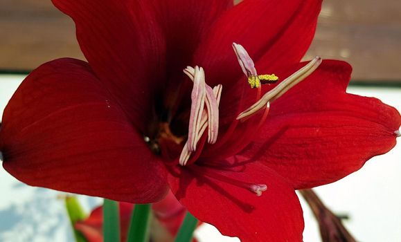 Close up Amaryllis flowers showing pollen, Amaryllis, Amaryllidaceae, Hippeastrum reginae Herb blooming in the garden