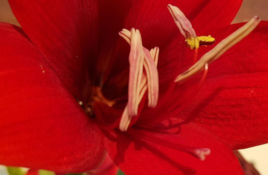 Close up Amaryllis flowers showing pollen, Amaryllis, Amaryllidaceae, Hippeastrum reginae Herb blooming in the garden