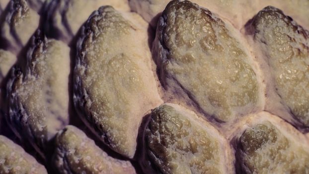 Abstract mystic background beauty nature wallpaper. Real photo close-up macro sugar custard apple annona exotic tropical fruit. Oval scaly skin texture surface rough. Beige green light contrast color.