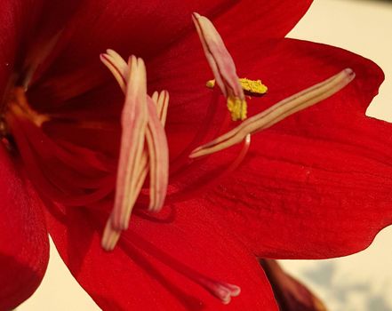 Close up Amaryllis flowers showing pollen, Amaryllis, Amaryllidaceae, Hippeastrum reginae Herb blooming in the garden