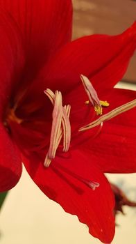 Close up Amaryllis flowers showing pollen, Amaryllis, Amaryllidaceae, Hippeastrum reginae Herb blooming in the garden