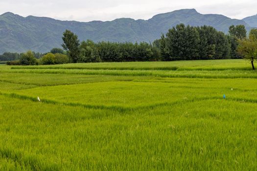 Rice field in the countryside of Khyber Pakthunkhwa province of Pakistan