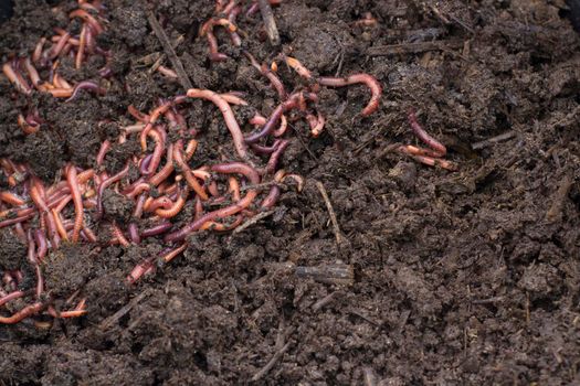 Grain with Worms - Vermicomposting for fertilizer production. Texture of Dirty Dark Humus with clot of Worms.