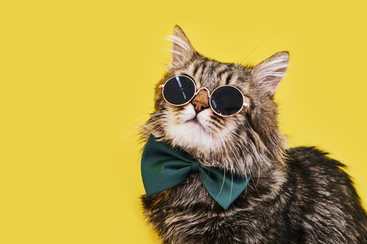 Closeup view of amazing domestic pet in black round fashion sunglasses and in bow tie is isolated on yellow wall. and looks to the upper right corner. Animals, friends, home concept.