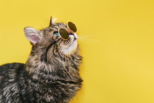 Closeup view of amazing domestic pet in black round fashion sunglasses is isolated on yellow wall. and looks to the upper right corner. Animals, friends, home concept.