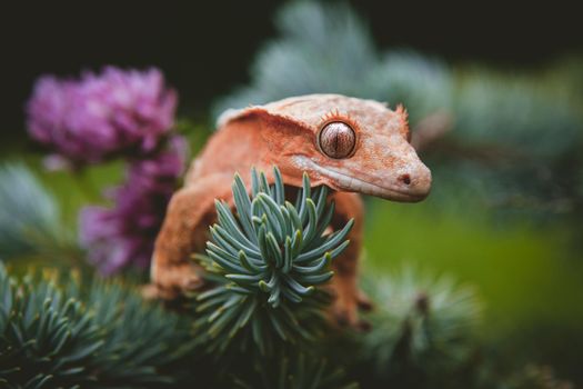 New Caledonian crested gecko, Rhacodactylus ciliatus, on tree with flowers