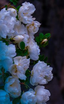 white roseship flower with a magical pink glow on a dark green background. High quality photo