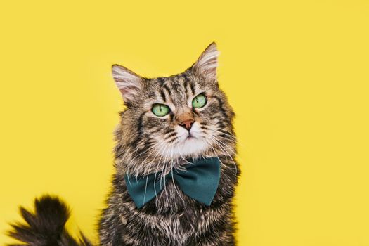 Funny smart cat in bow tie and glasses sitting on yellow background, copy space for text. Optics glasses store, creative advertisement. Online courses, remote distant education concept.