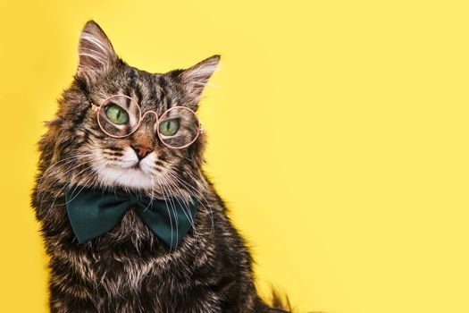 Funny smart cat in bow tie and glasses sitting on yellow background, copy space for text. Optics glasses store, creative advertisement. Online courses, remote distant education concept.