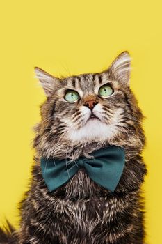 Funny smart cat in bow tie and glasses sitting on yellow background, copy space for text. Optics glasses store, creative advertisement. Online courses, remote distant education concept.